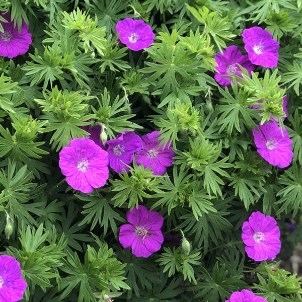 Geranium sanguineum 'New Hampshire Purple' - 1 Gallon
