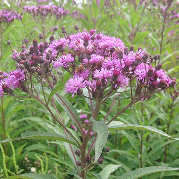 Vernonia noveboracensis