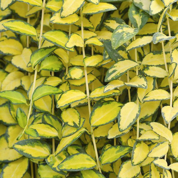 Vinca Minor 'Illumination'