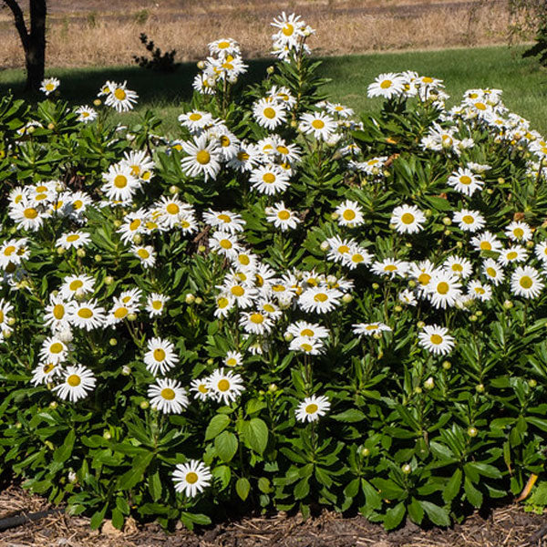 Nipponanthemum nipponicum