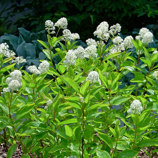 Ceanothus americanus - New Jersey Tea - 3 Gallon Pot