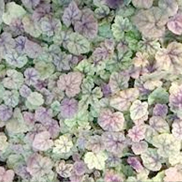Tiarella cordifolia 'New Moon Motley'