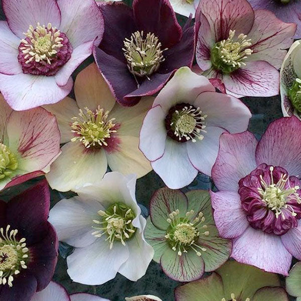 Helleborus 'Brandywine' - 2 Gallon
