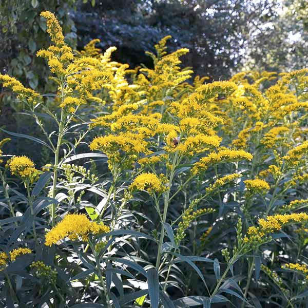 Solidago nemoralis - 2 Gallon Pot