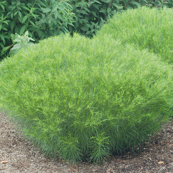 Vernonia 'Iron Butterfly' - 2 Gallon Pot