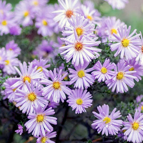 Aster novi-belgii - 2 Gallon