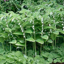 Load image into Gallery viewer, Polygonatum multiflorum - 1 Gallon Pot
