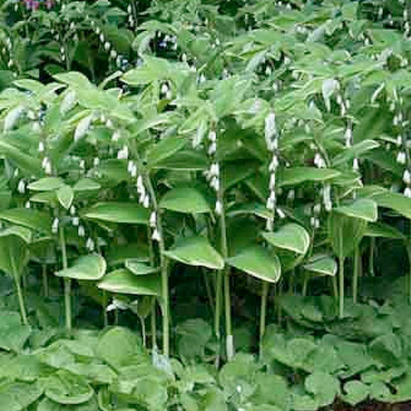 Polygonatum multiflorum - 1 Gallon Pot