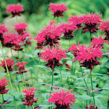 Load image into Gallery viewer, Monarda &#39;Raspberry Wine&#39; -Bee Balm - 2 Gallon Pot
