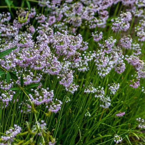 Allium cernuum - 1 Gallon Pot