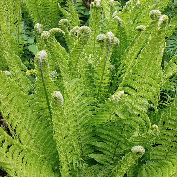 Fern - Ostrich Fern - 2 Gallon