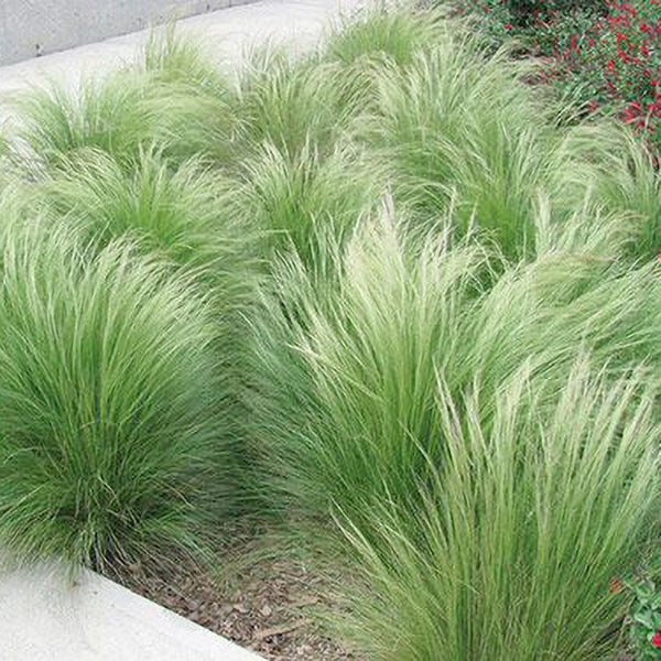 Nassella tenuissima