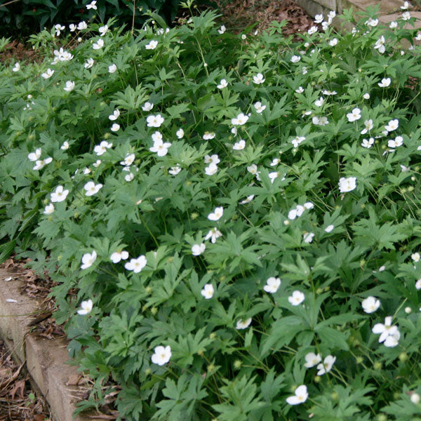 Anemone canadensis