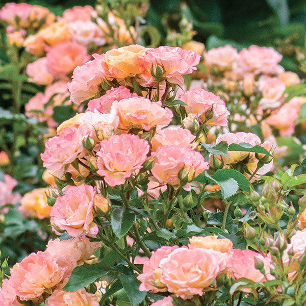 Rosa 'Peach Drift' Rose - 3 Gallon Pot