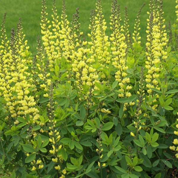 Baptisia 'Carolina Moonlight' - 2 Gallon Pot