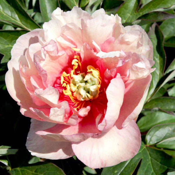 Peony Itoh 'Canary Brilliants' - 5 Gallon Pot