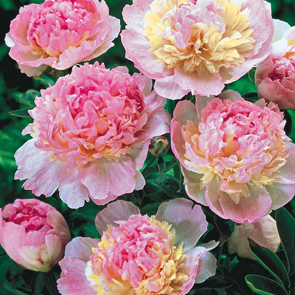 Peony 'Raspberry Sundae' - 2 Gallon Pot
