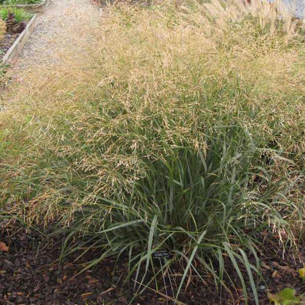 Panicum 'Cape Breeze' - Switchgrass - 3 Gallon