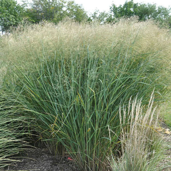 Panicum 'Cloud Nine' - Switchgrass - 3 Gallon