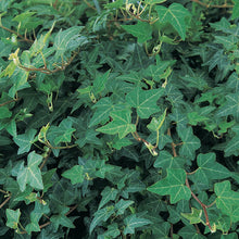Load image into Gallery viewer, Hedera helix &#39;Patrick&#39;
