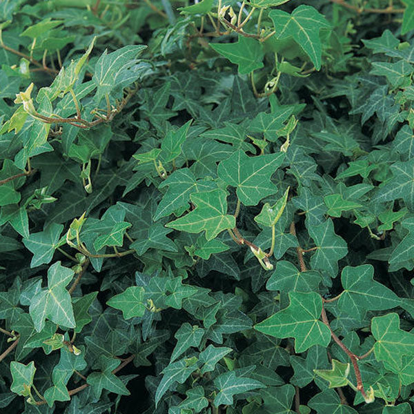 Hedera helix 'Patrick' - 1 Gallon Pot