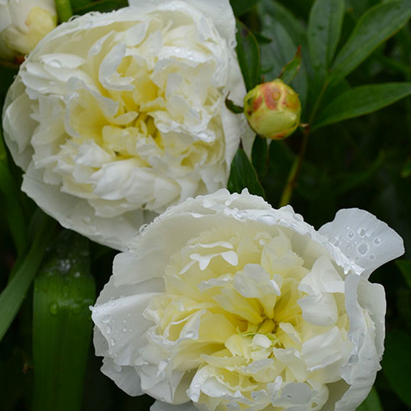 Peony 'Duchess de Nemours' - 2 Gallon Pot