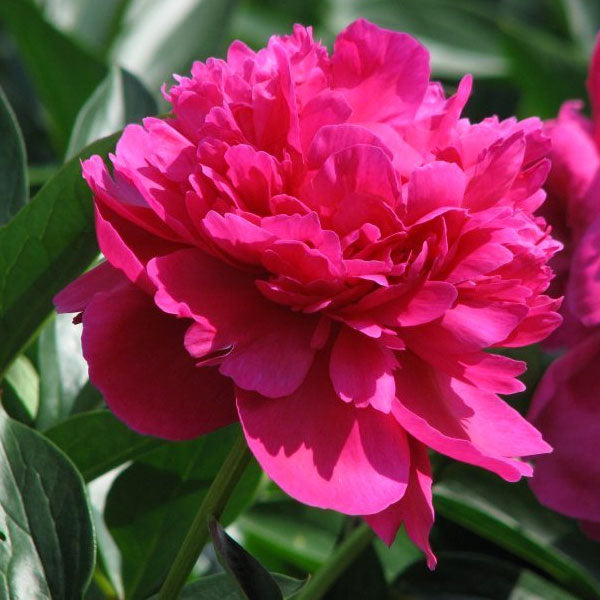 Peony 'Felix Crousse' - 2 Gallon Pot