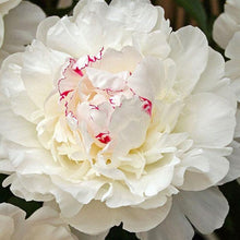 Load image into Gallery viewer, Peony &#39;Festiva Maxima&#39; - 2 Gallon Pot
