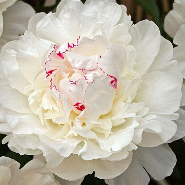 Peony 'Festiva Maxima' - 2 Gallon Pot