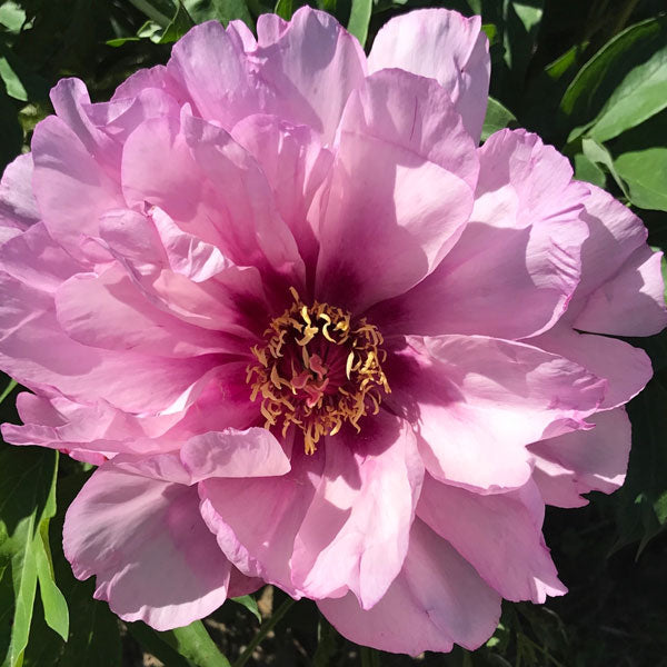 Peony Itoh 'First Arrival' - 5 Gallon Pot
