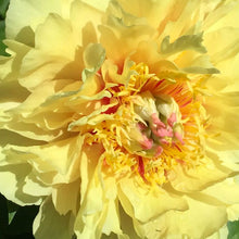 Load image into Gallery viewer, Peony Itoh &#39;Garden Treasure&#39; - 5 Gallon Pot
