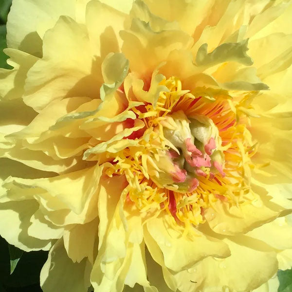 Peony Itoh 'Garden Treasure' - 5 Gallon Pot