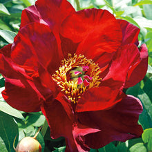 Load image into Gallery viewer, Peony Itoh &#39;Scarlet Heaven&#39; - 5 Gallon Pot
