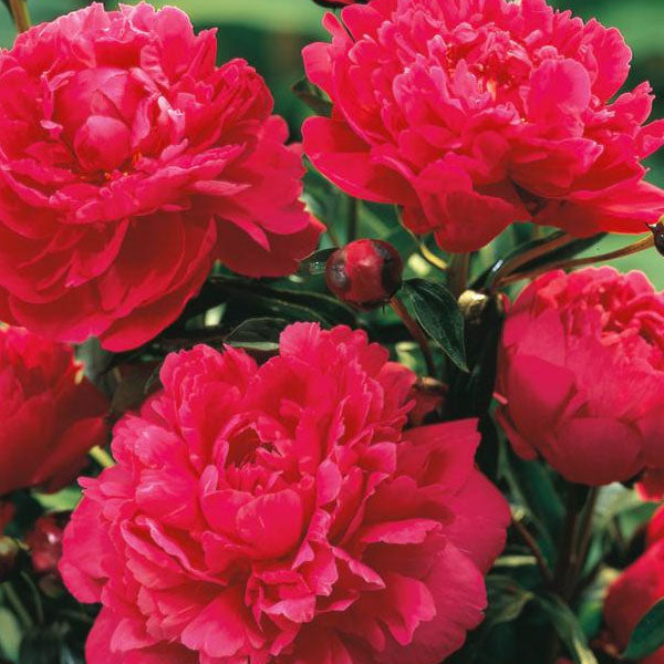 Peony 'Kansas' - 2 Gallon Pot