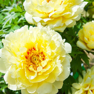 Peony Itoh 'Bartzella' - 5 Gallon Pot