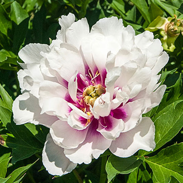 Peony Itoh 'Cora Louise' - 5 Gallon Pot