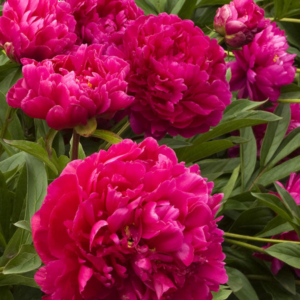 Peony 'Karl Rosenfeld' - 2 Gallon Pot
