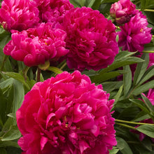 Load image into Gallery viewer, Peony &#39;Karl Rosenfeld&#39; - 2 Gallon Pot
