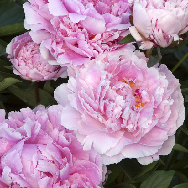 Peony 'Sarah Bernhardt' - 2 Gallon Pot