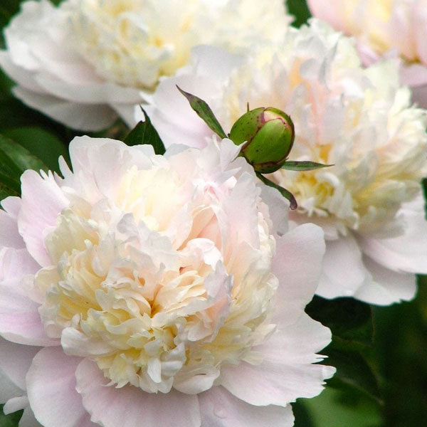 Peony 'Shirley Temple' - 2 Gallon Pot