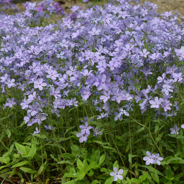 Phlox divaricata 'Blue Moon'