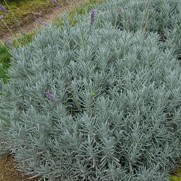 Lavender 'Phenomenal'