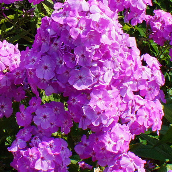 Phlox paniculata 'David's Lavender' - 2 Gallon Pot