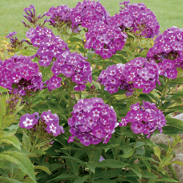 Phlox paniculata 'Laura' - 2 Gallon Pot