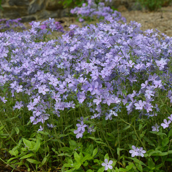 Phlox divaricata
