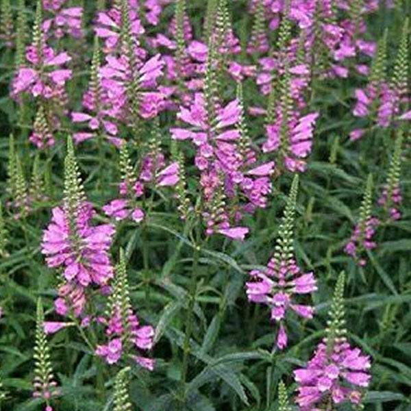 Physostegia 'Pink Manners' - 1 Gallon Pot