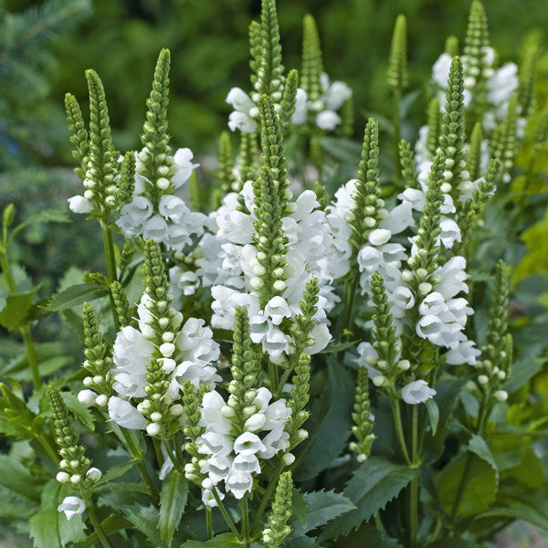 Physostegia 'Miss Manners'