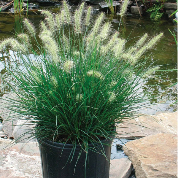 Pennisetum 'Piglet' - 3 Gallon