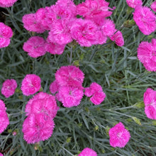 Load image into Gallery viewer, Dianthus &#39;Pink Fire&#39; - 1 Gallon Pot
