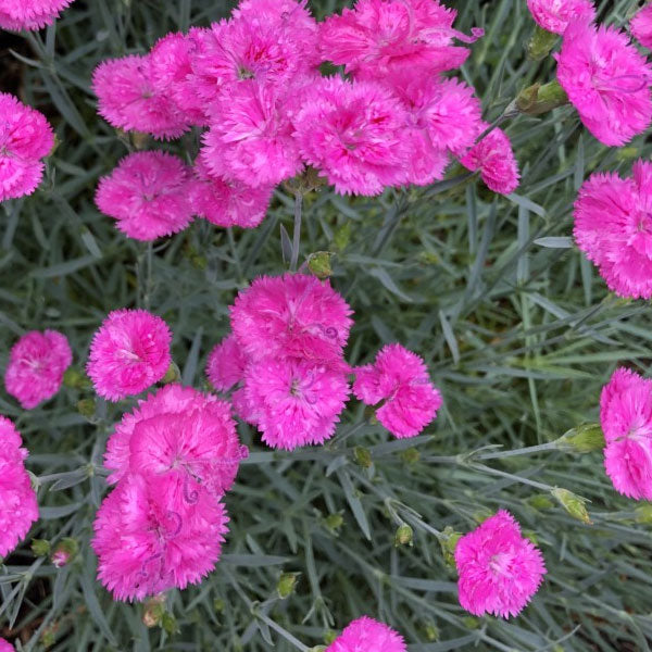 Dianthus 'Pink Fire' - 1 Gallon Pot